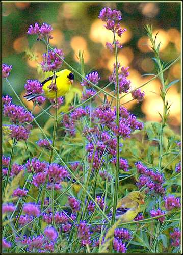 morning male female verbena goldfinches