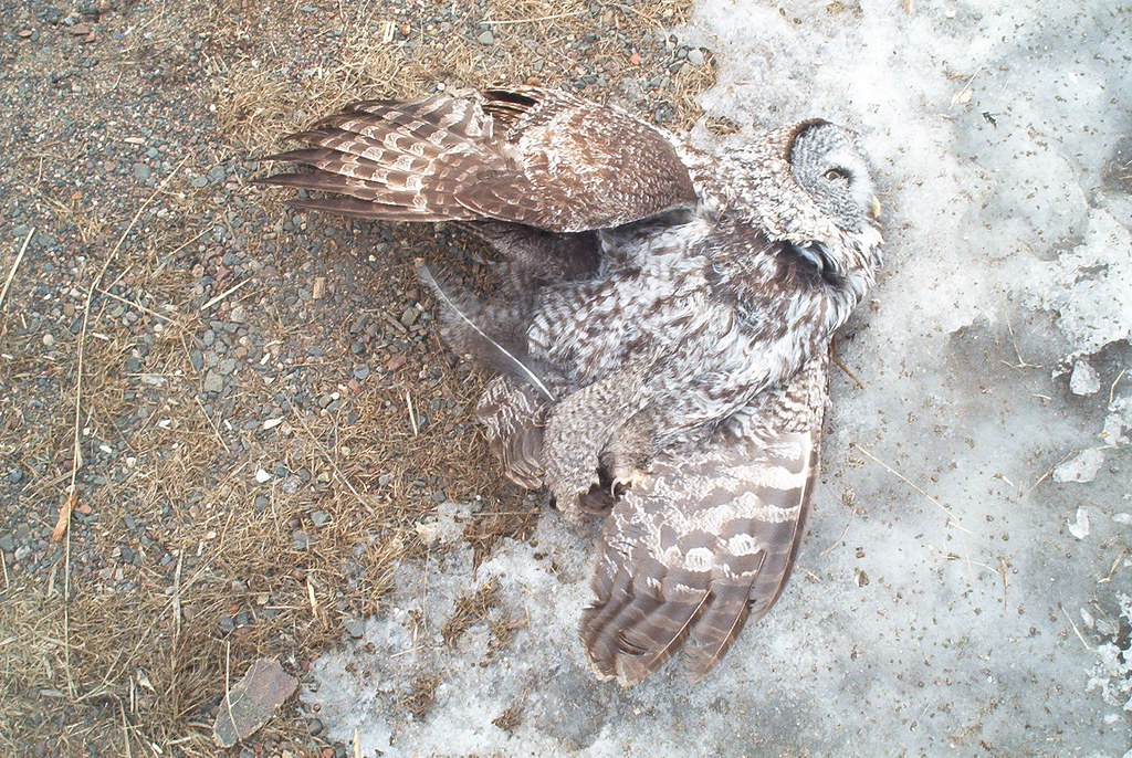 Road kill Great Gray Owl, Minnesota, 2005