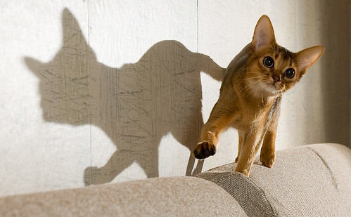 Flibberty and Her Shadow by peter_hasselbom, on Flickr