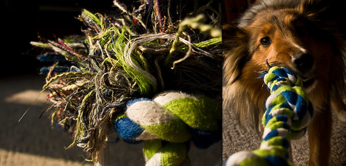 dog pet playing puppy toy war play o rope tug ropes pup day120 tugowar samsun tugging project365 april365