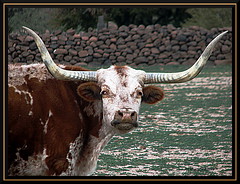 Mr. Longhorn stares down the paparazzi