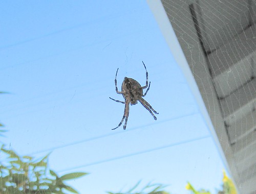 arachnids, spiders, what is this?, araneus … IMG_0124