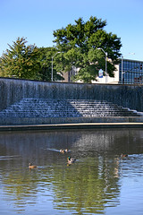 Creek Ducks