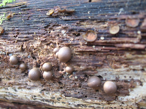 camp fungus