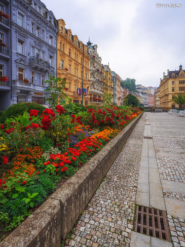 karlovy vary city cloud colored czech early flower flowerbed houses morning old pavement resort roses street