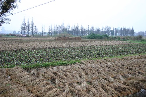 china city rural geotagged farmland changshu iansand geo:lat=31654797 geo:lon=120756483