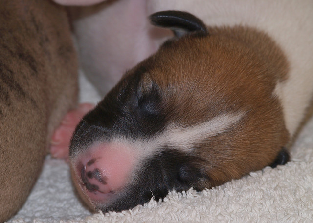 Whippet puppies (8 days old)