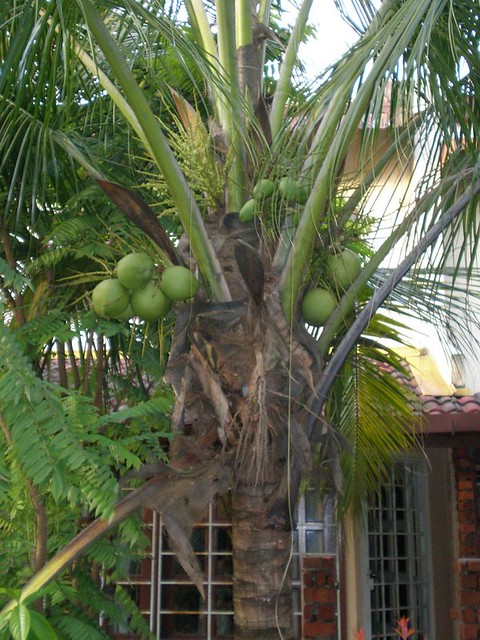  Pokok Kelapa Flickr Photo Sharing 