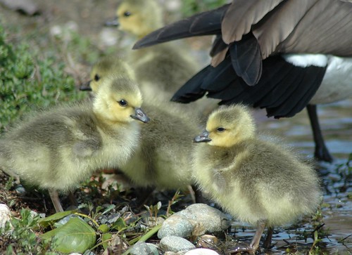 nikond70 gosling canadiangoose washingtonstate animalplanet naturelovers blueribbonwinner hganimalsonly