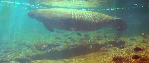 florida manatee fl homosassa thefishbowl homosassafl underwaterviewing floridastateparks homosassaspringsstatepark