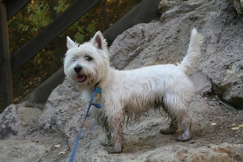 dog pet white wet outside happy stream westie canine dirty terrier westhighlandwhiteterrier yoshi wading weewestie