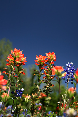 wildflowers bluebonnets indianpaintbrush washingtononthebrazos texasstateparks