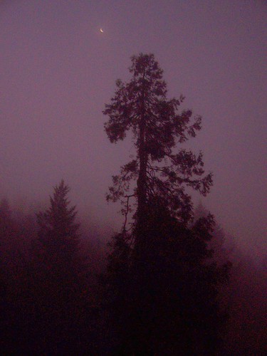 trees lake reflection fog oregon sunrise loonlake silouhette roadtrip2007 november2007 reedsportor