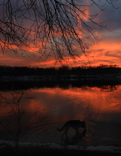 sunset reflections river massachusetts scout germanshepherd connecticutriver gsd chicopee