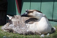 Nesting Goose.