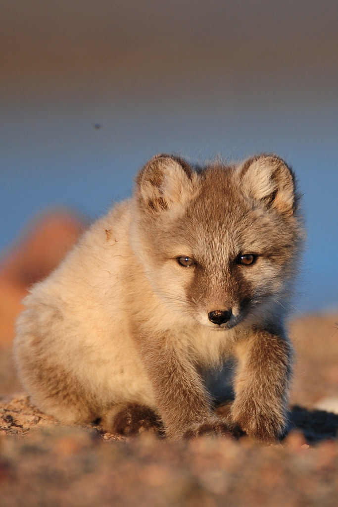 Arctic fox kit