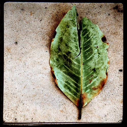 park plant color green nature d50 geotagged 50mm leaf nikon kat decay squareformat torn lonely nikkor 50mmf18d solitary bsquare oklahomastateuniversity primelens ttv explored ndttv clementtang geo:lat=36122927 geo:lon=97069273