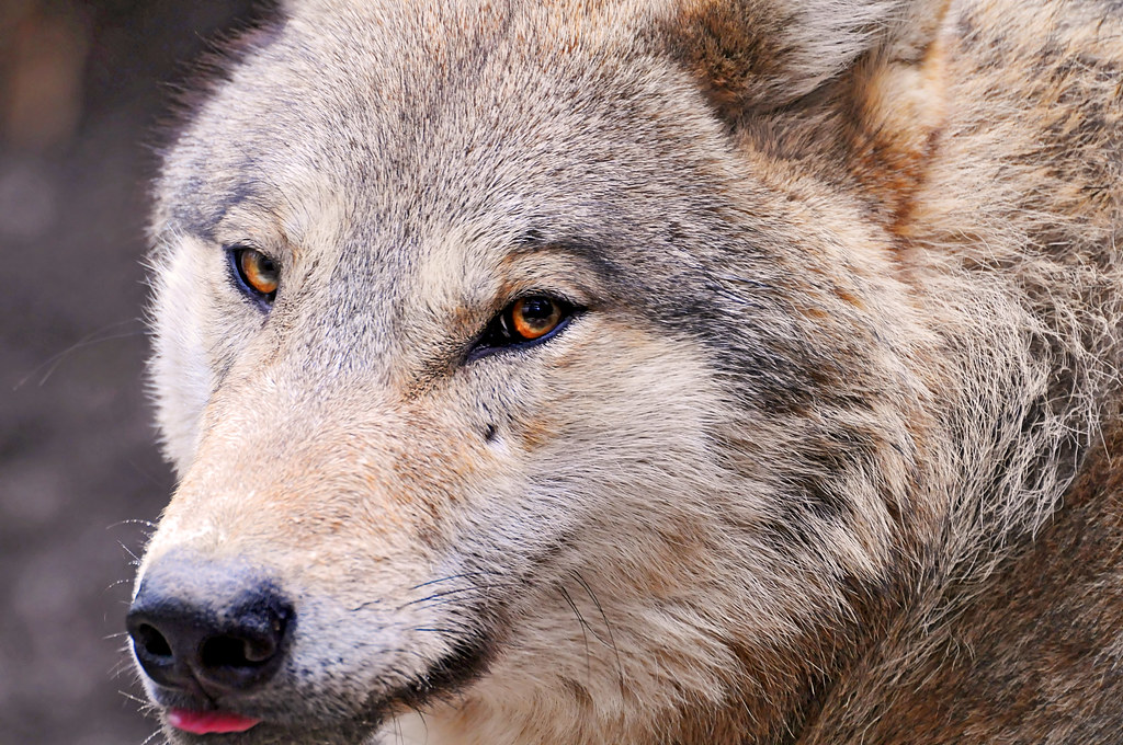 Фотографии сумчатого волка