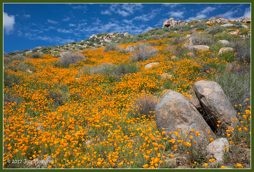 californiapoppy eschscholtziacalifornica orange poppy wildflowers lakeelsinore california unitedstates us