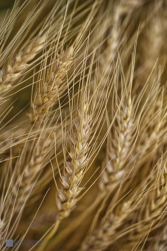 southdakota flickr wheat farming wheatfield