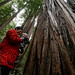 rachel, sequoia & sequoia    MG 7928