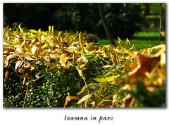 autumn leaf carpet