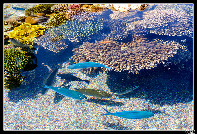 Peces y corales en un acuario exterior-Poissons et coraux dans un aquarium exterieur.