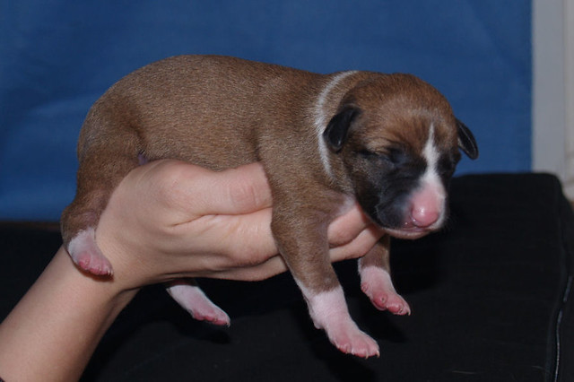 Animagi's Anuket Whippet puppy : 5 days old