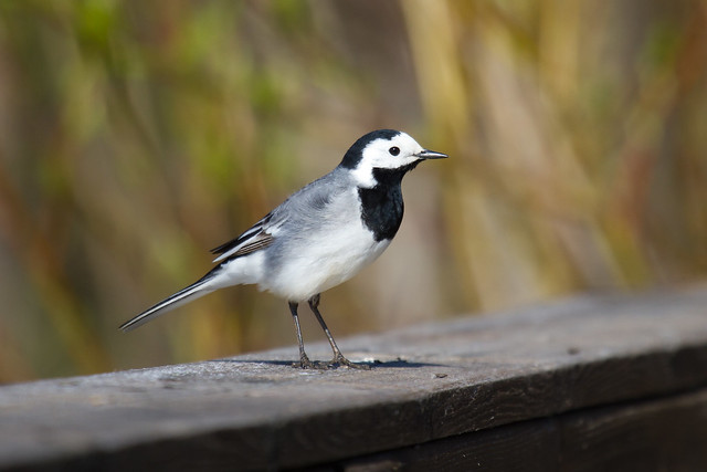 White Wagtail - Motacilla alba