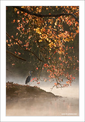bird fall heron fog automne geotagged oiseau brouillard comelle geo:lon=249366 geo:lat=49158063