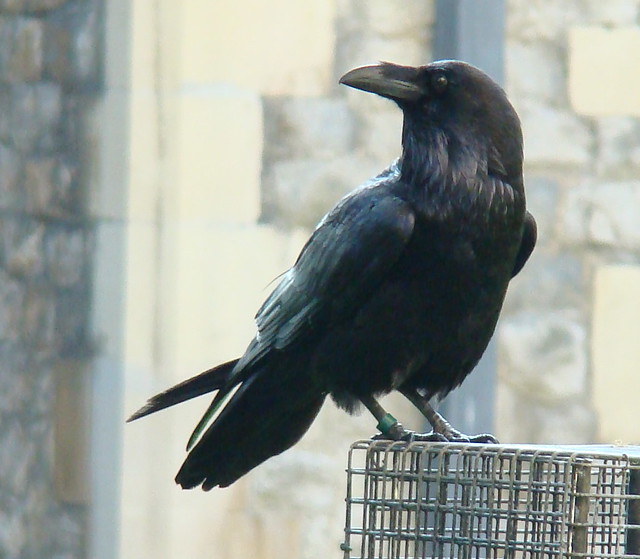 Tower Raven Profile