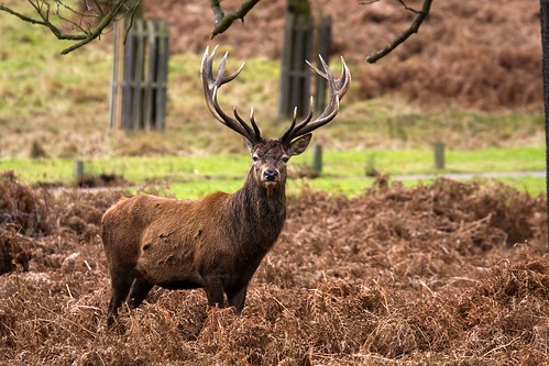 Red Deer Stag. Richmond Park. London. England