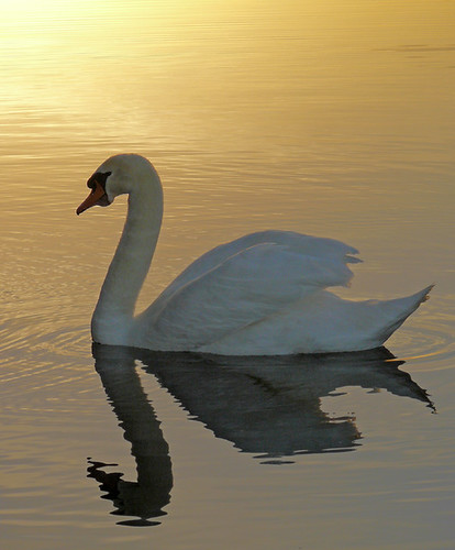 sunset swan reflexions soe cygne golddragon diamondclassphotographer flickrdiamond kuwaitartphoto goldstaraward