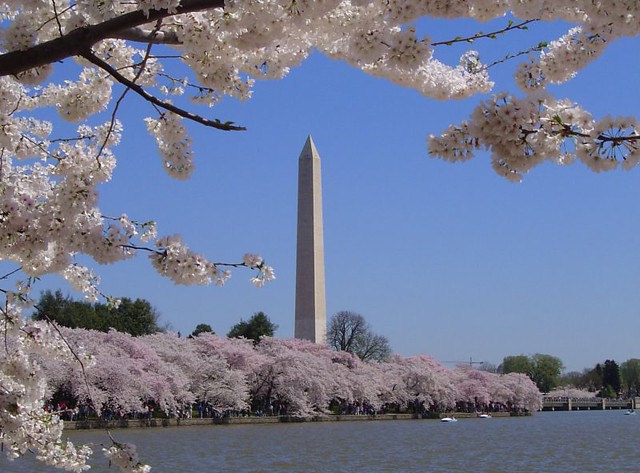 Cherry Blossoms in DC_4-9-05