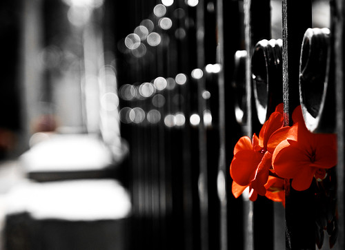 red black flower fence spring searchthebest bokeh olympus explore frontpage zuiko e30 43 zd fourthirds 1454mm f2835 zuikodigital overtheexcellence bokehphotography 1454mmii irenegr