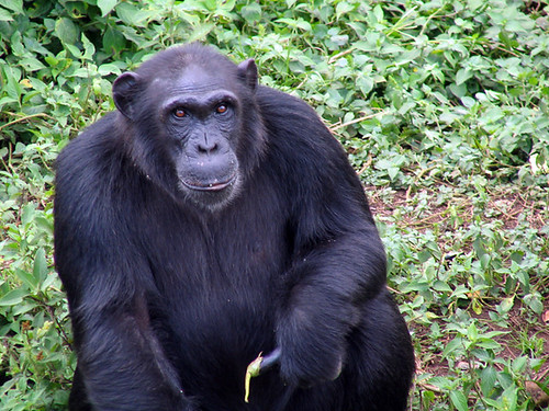 Chimpanzee at Ngamba Island
