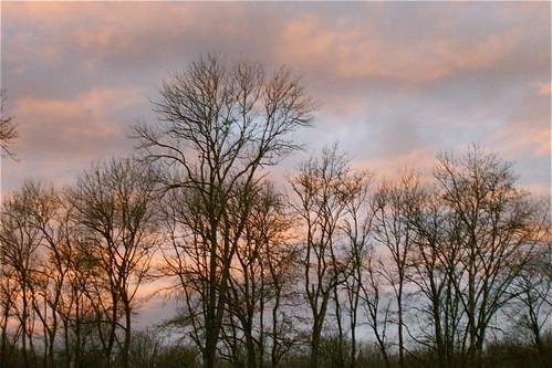 wood sky tree clouds