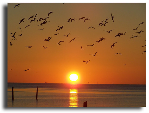 sky birds sunrise texas seagull seabrook naturesfinest