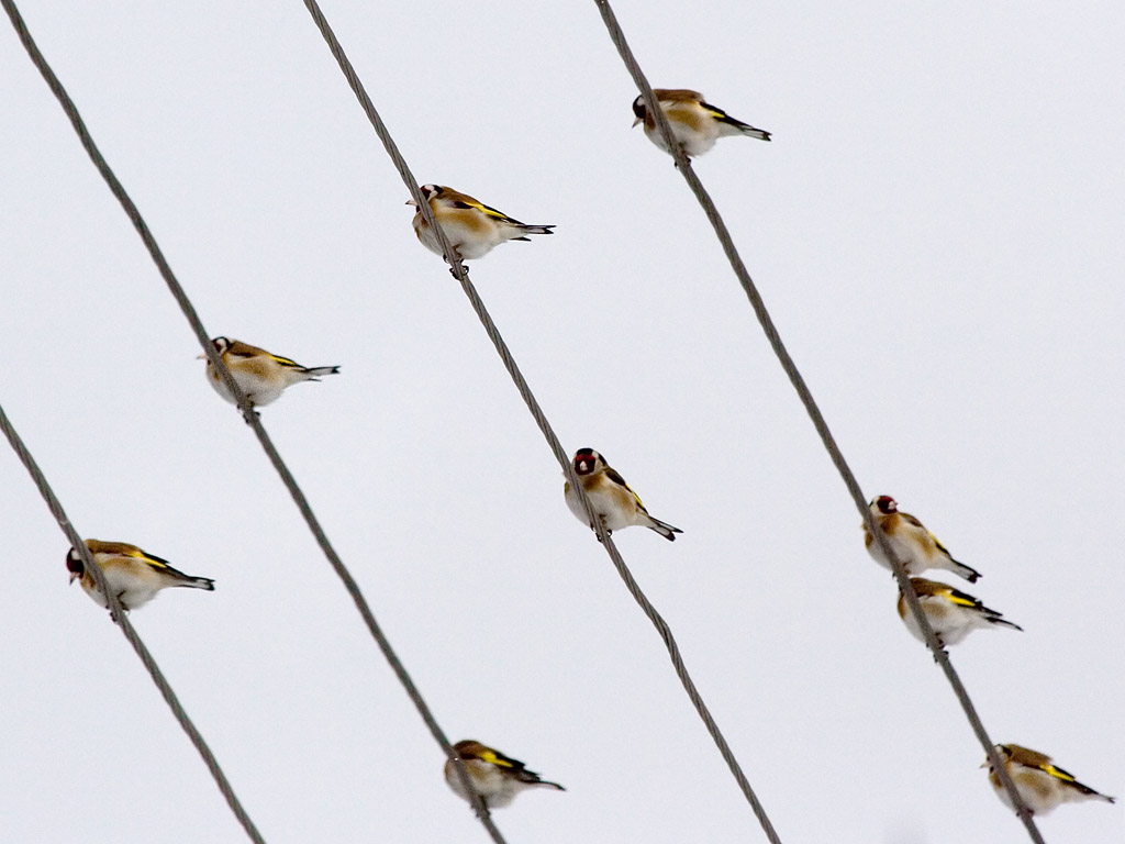 Photograph titled 'European Goldfinch'