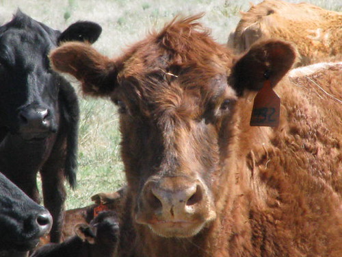 cow cattle livestock 10millionphotos mycountryroad copeco