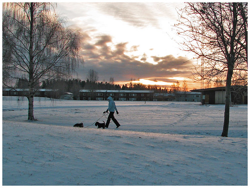 winter dog snow clouds sunrise walking sweden walk sverige skellefteå skelleftea skellafteå