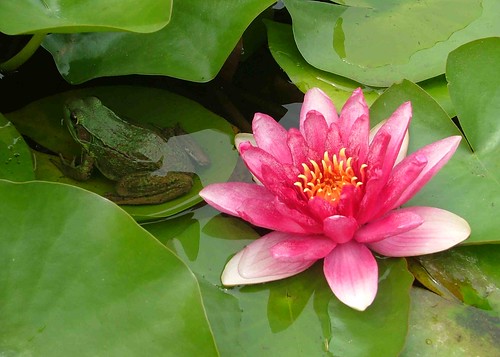 flowers fish flower nature water pond lily frog lilly lillypad