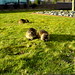 what kind of animals are these?   DSC00492