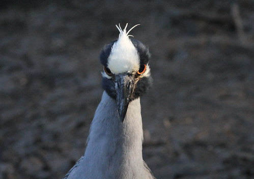 bird heron georgia nightheron yellowcrownednightheron chattahoocheenationalrecreationarea cochranshoals