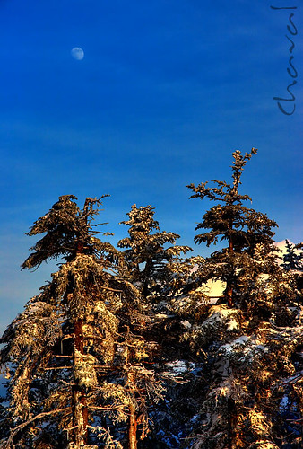 blue trees sunset sky usa moon snow ski tree ice landscape geotagged golden landscapes unitedstates newhampshire polarizer hdr cannonmountain tonemapping sigma1770 rebelxti400d cluberebelds