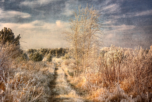 blue winter sky cold tree texture grass forest frost path wonderland dcdead