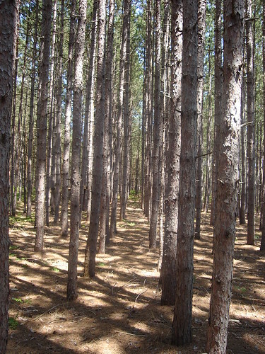 camping trees treefarm