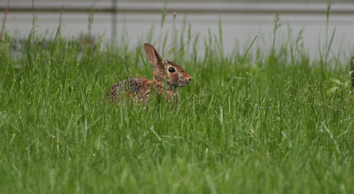 bunny pittsburgh april 2008 wilkinsburgh