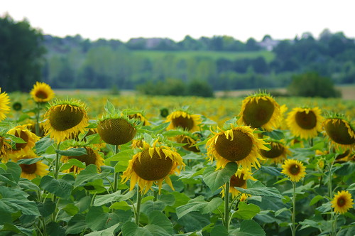 france sunflower tournesol lotetgaronne abigfave castillonnès