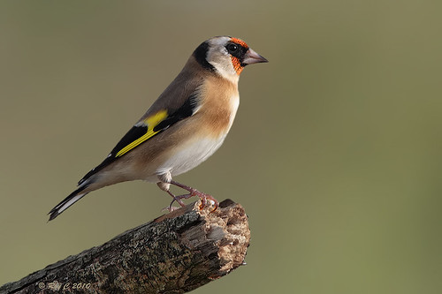 bird birds canon goldfinch devon f56 barnstaple 400mm 40d colorphotoaward